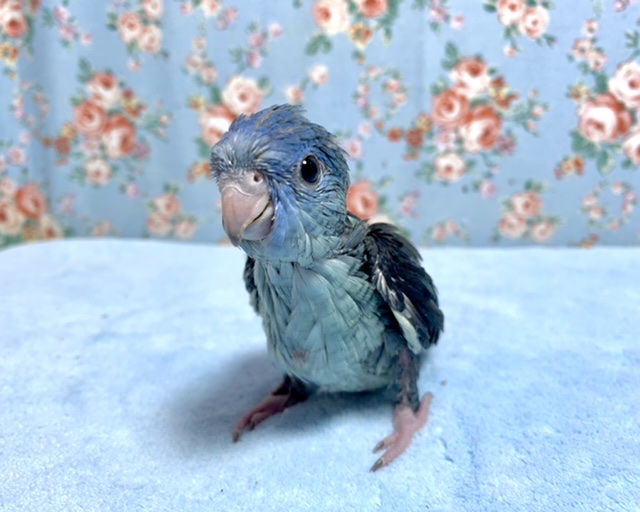 サザナミインコ