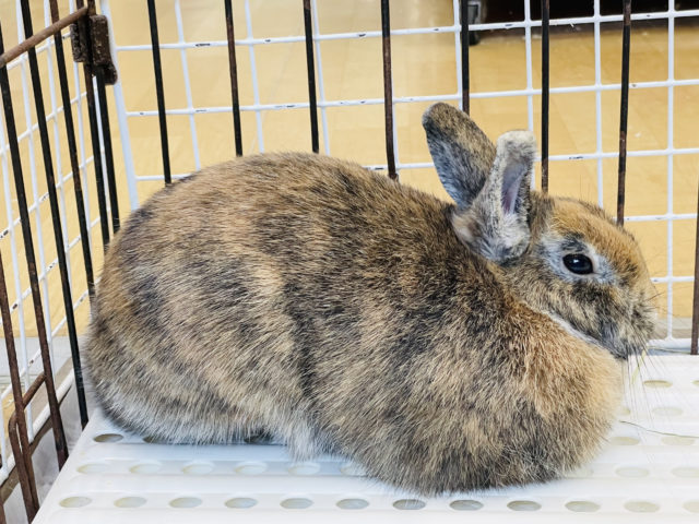 ネザーランドドワーフ