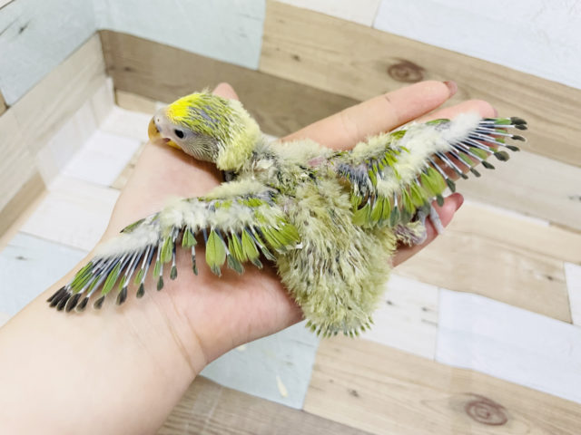 コザクラインコ（小桜インコ）