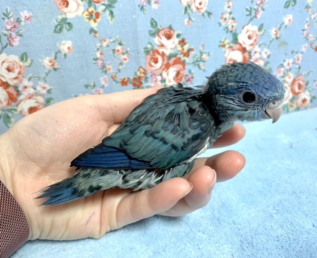 サザナミインコ