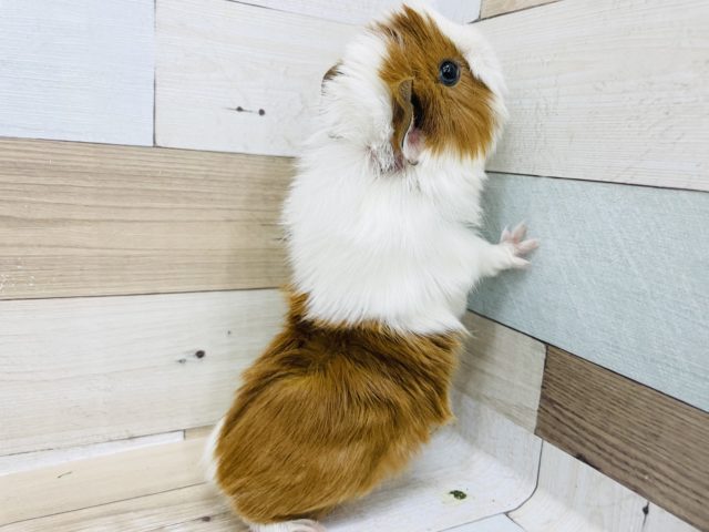 アビシニアンモルモット