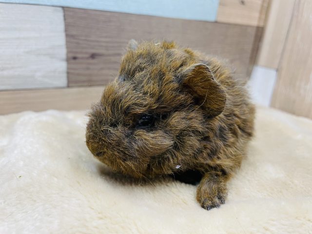 テッセルモルモット