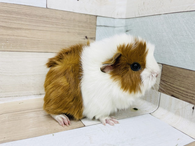 アビシニアンモルモット