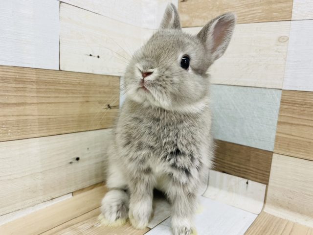 ネザーランドドワーフ