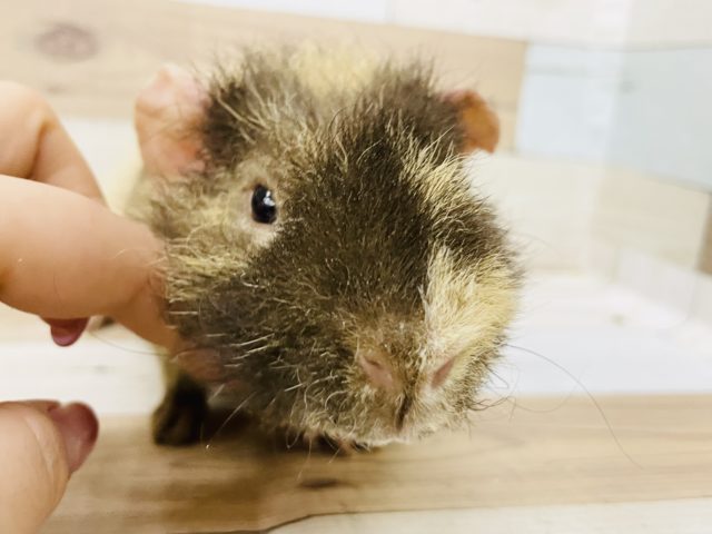 ウェアウルフ（スキニーギニアピッグ）