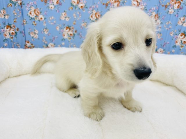 ミニチュアダックス