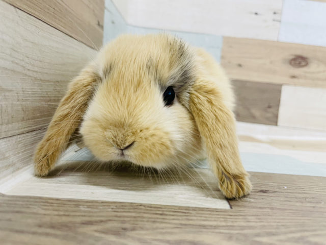 ロップイヤーラビット