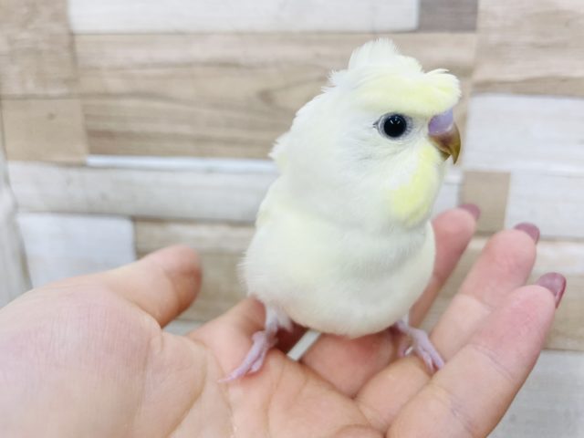 羽衣セキセイインコ