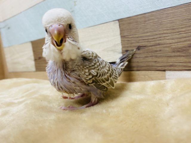 ジャンボセキセイインコ