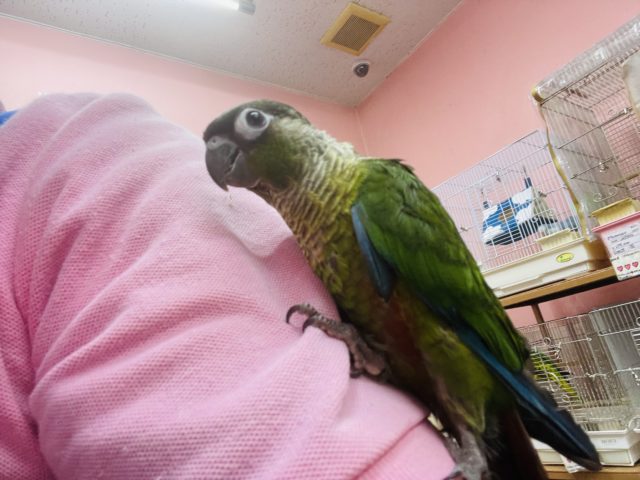 ホオミドリウロコインコ