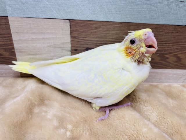 オカメインコ