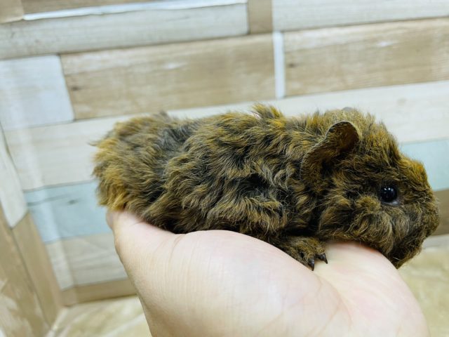 テッセルモルモット