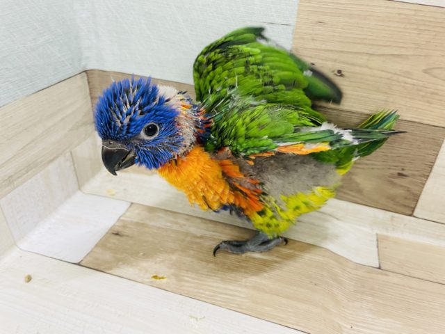 アカエリゴシキセイガイインコ