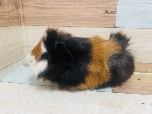 アビシニアンモルモット