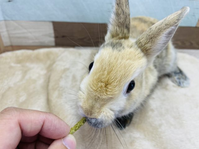 ネザーランドドワーフ