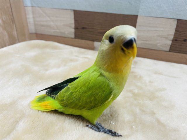 コザクラインコ（小桜インコ）