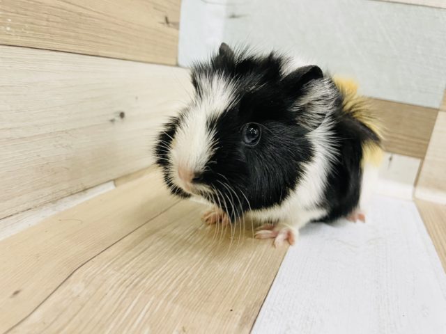 アビシニアンモルモット