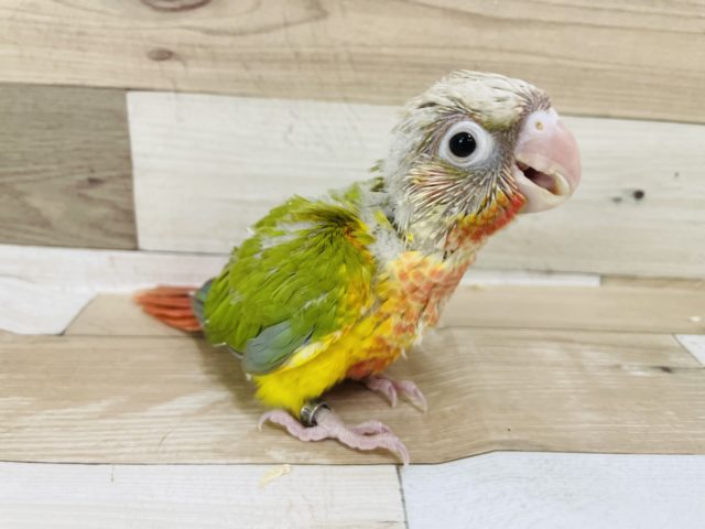 ホオミドリウロコインコ