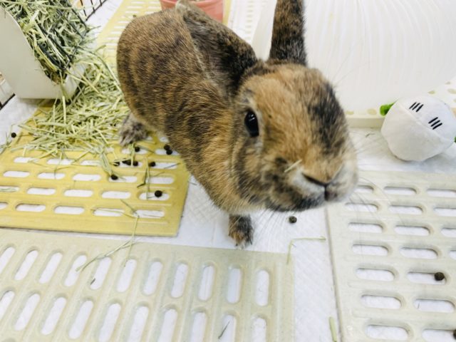 ネザーランドドワーフ