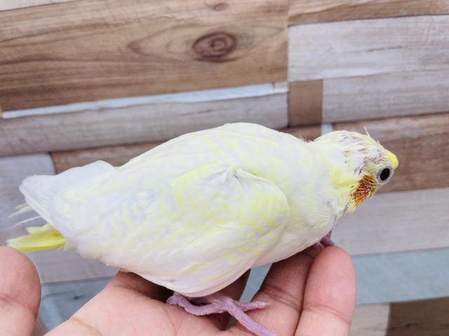 オカメインコ