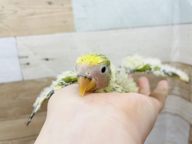 コザクラインコ（小桜インコ）