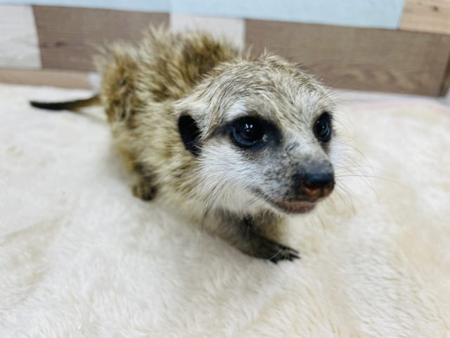 ミーアキャット