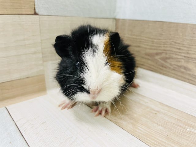 アビシニアンモルモット