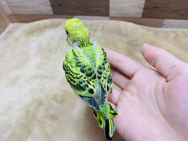 セキセイインコ