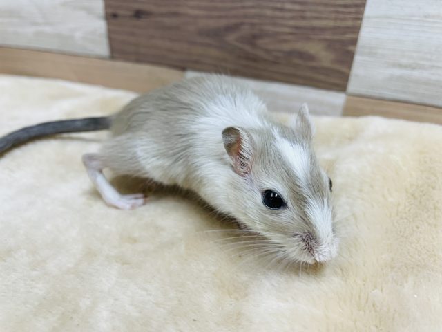 カラージャービル（スナネズミ）