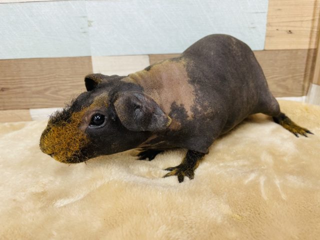 スキニーギニアピッグ