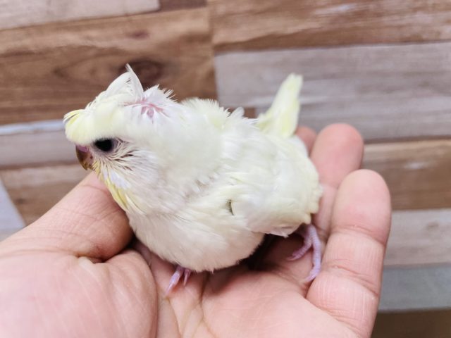 羽衣セキセイインコ