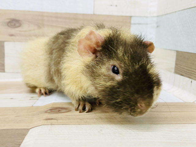 ウェアウルフ（スキニーギニアピッグ）