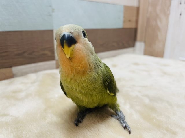 コザクラインコ（小桜インコ）