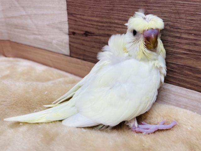 羽衣セキセイインコ