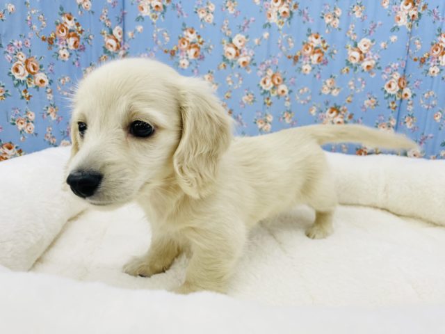 ミニチュアダックス