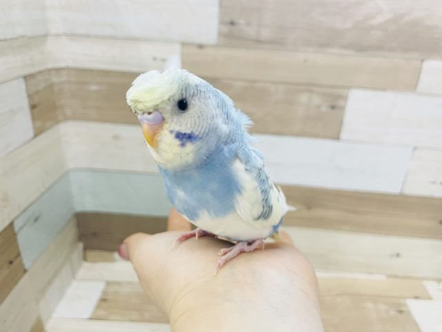 羽衣セキセイインコ