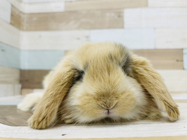 ロップイヤーラビット