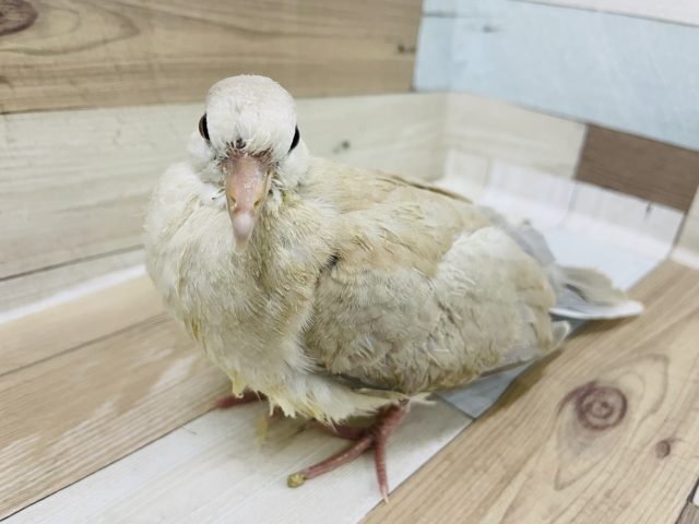 ジュズカケバト