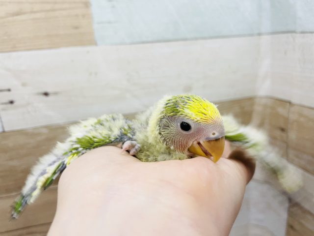 コザクラインコ（小桜インコ）