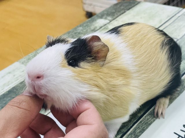 イングリッシュモルモット