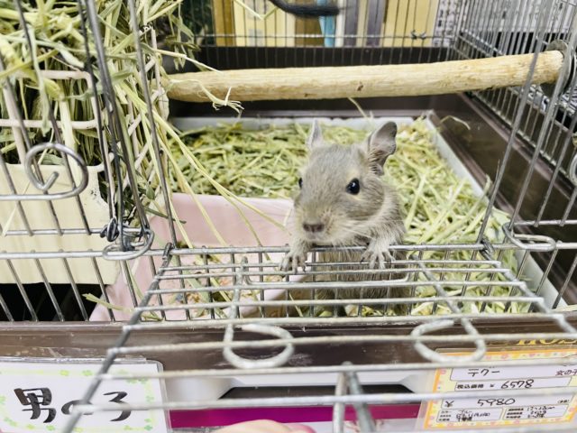 キュートボーイズ★ブルーデグーくん! デグー