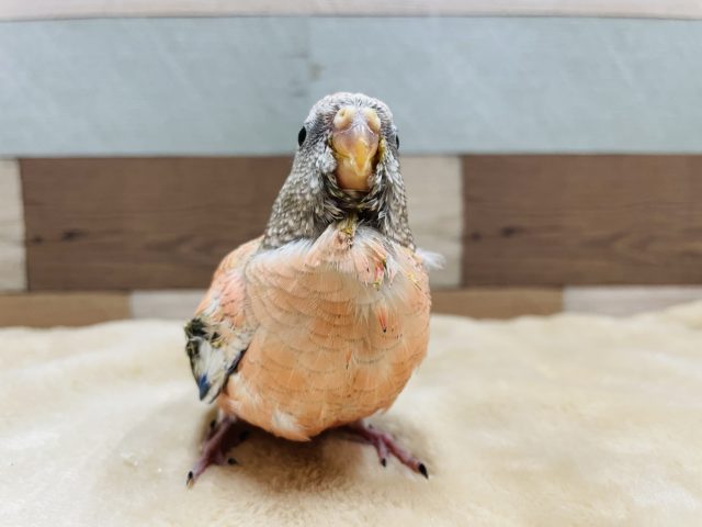 アキクサインコ（秋草インコ）