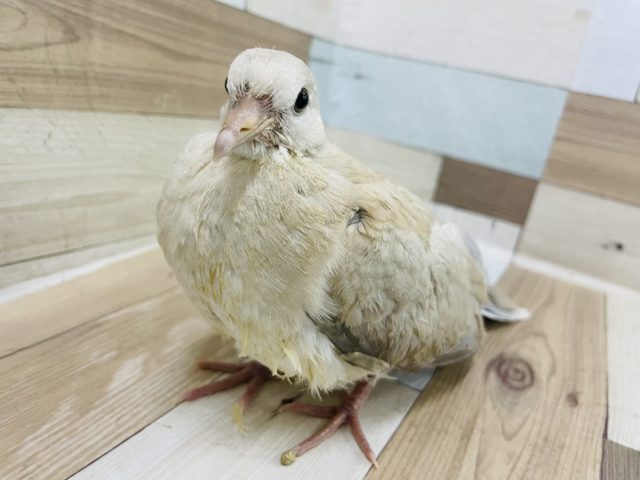 ジュズカケバト