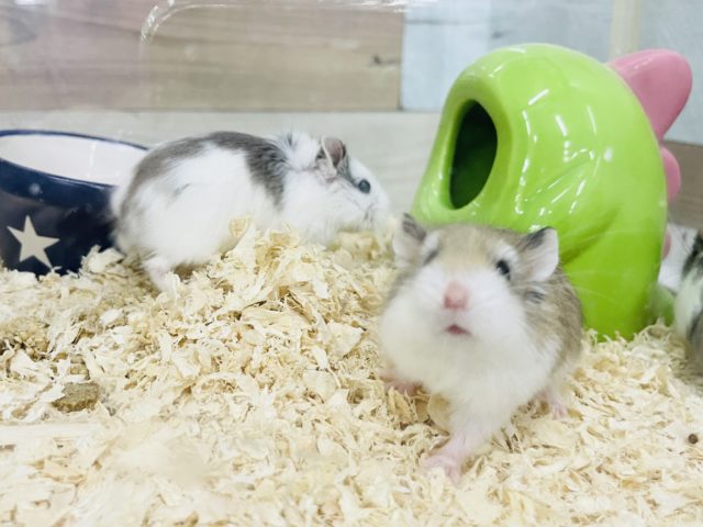  ロボロフスキーハムスター