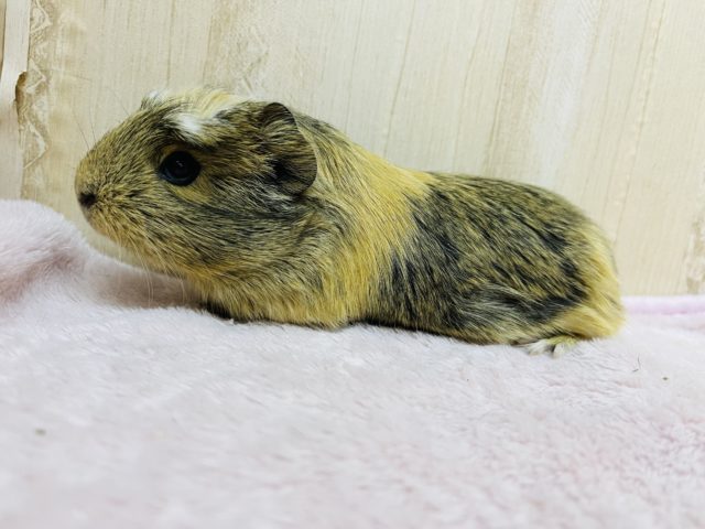 まるで虎柄!?クレステッドモルモット女の子 クレステッドモルモット