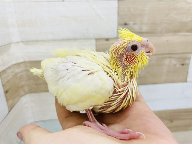 オカメインコ
