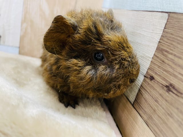 テッセルモルモット