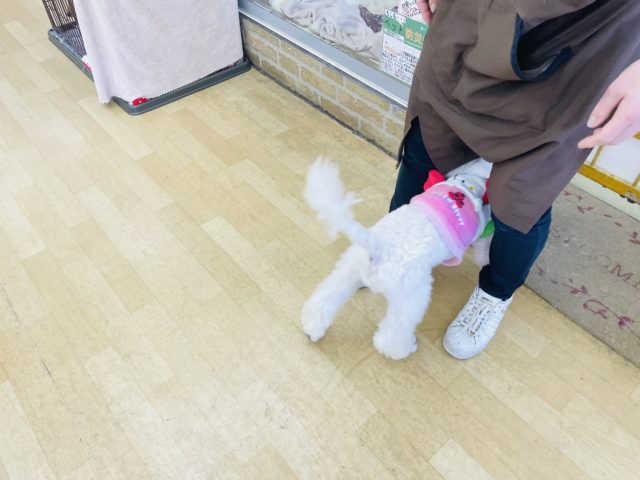 スタンダードプードル