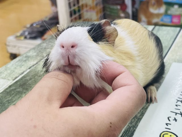 イングリッシュモルモット