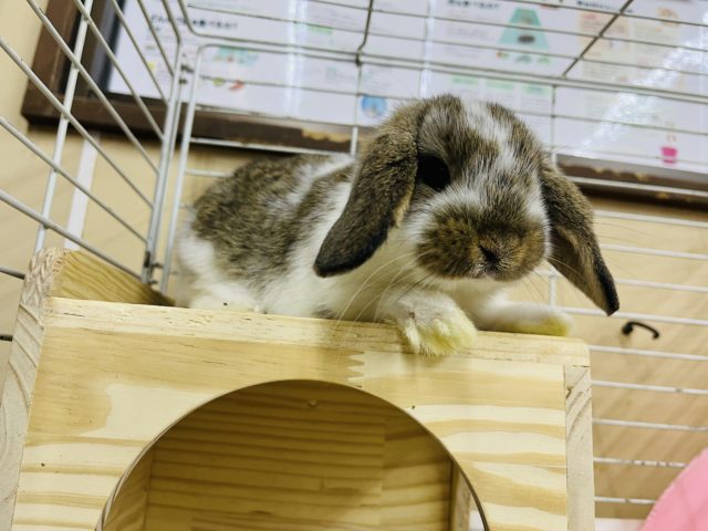 ロップイヤーラビット